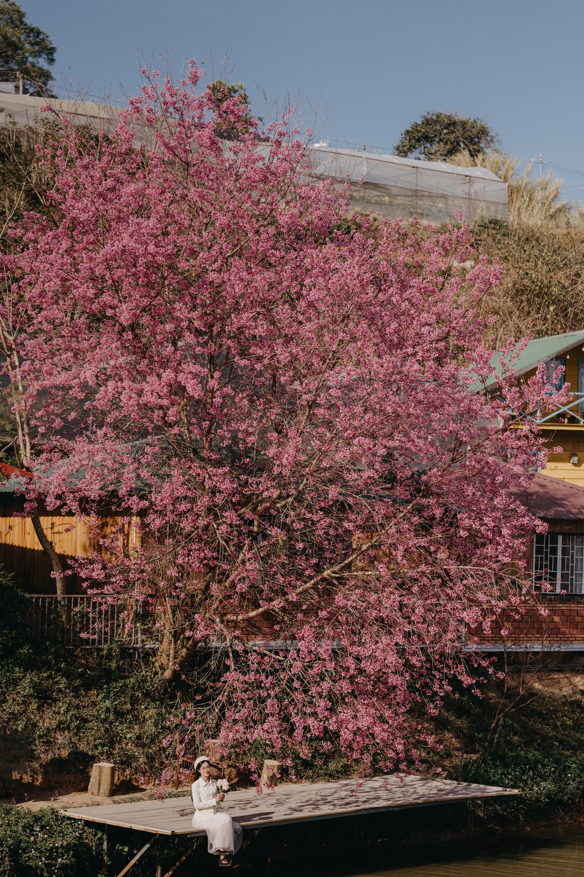 Hoa mai anh đào ở đây được trồng khắp mọi nơi, có những cây lớn đã nhiều năm tuổi, thân xù xì, tán rộng, hoa nở sum suê giữa rừng thông tạo nên một bức tranh thiên nhiên đầy màu sắc.