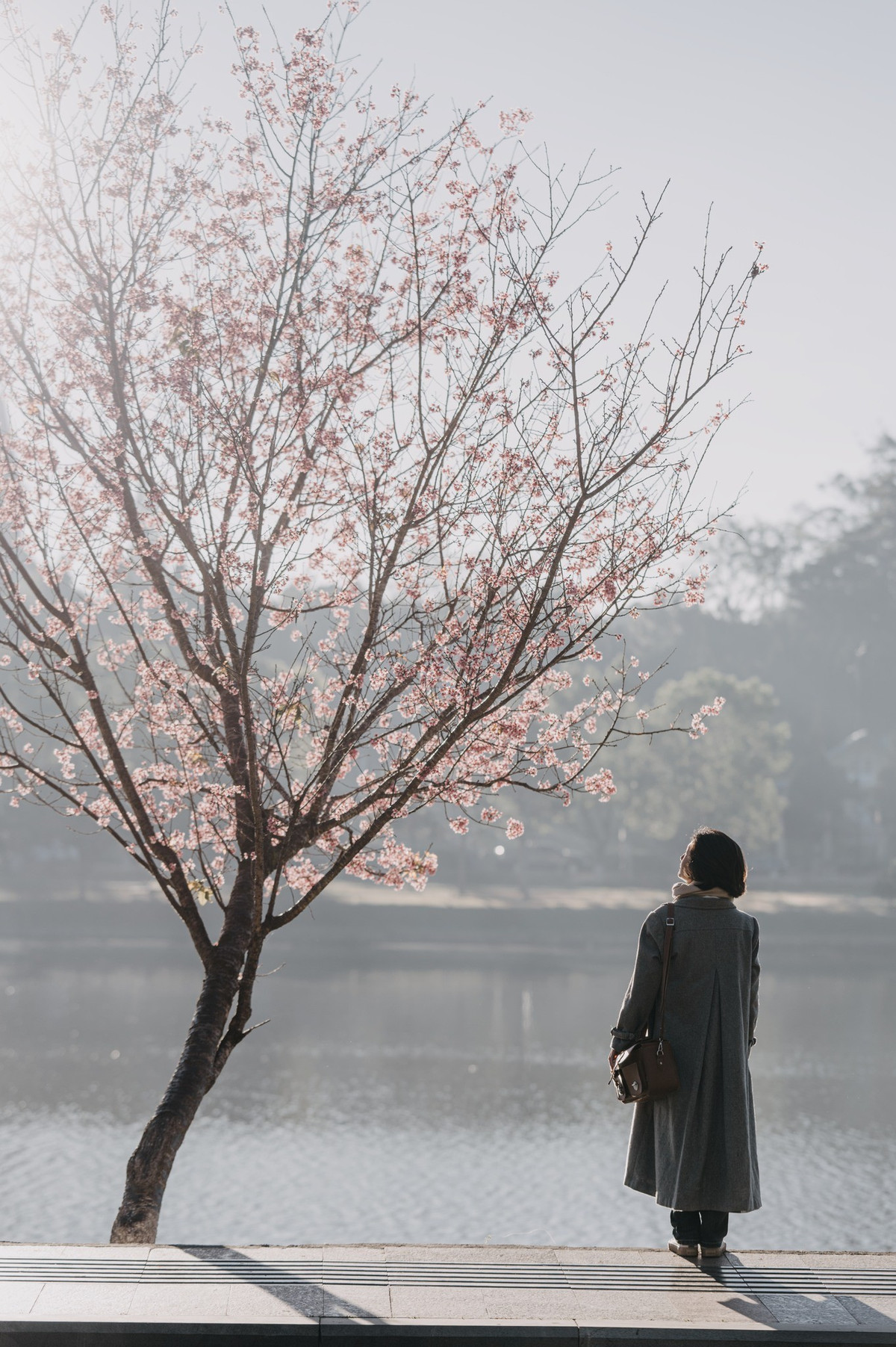 Khung cảnh tại Đà Lạt bỗng chốc trở nên dịu dàng và trữ tình hơn bao giờ hết mỗi khi hoa mai anh đào nở rộ.