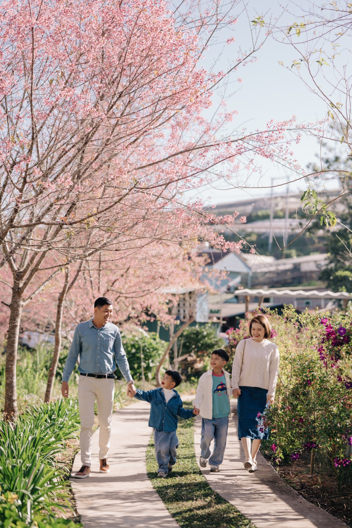Vẻ đẹp dung dị của hoa mai anh đào quyện trong không gian đặc trưng phố núi Đà Lạt tạo nên bức tranh quyến rũ.