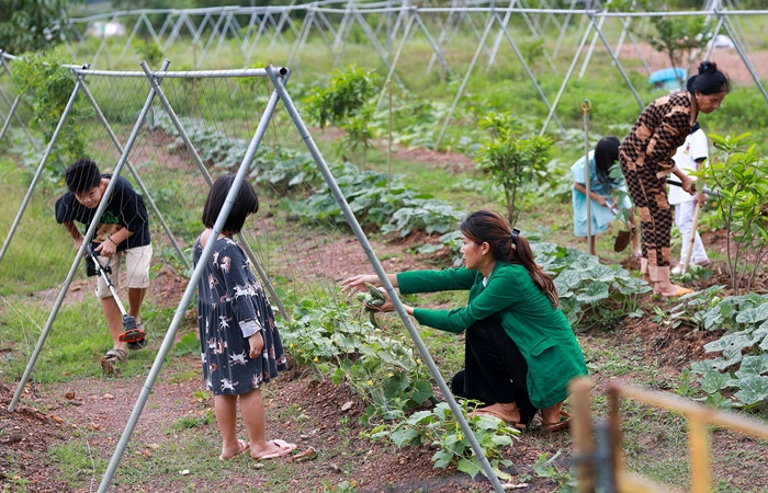 Những luống rau xanh mướt. Ảnh: Dân trí