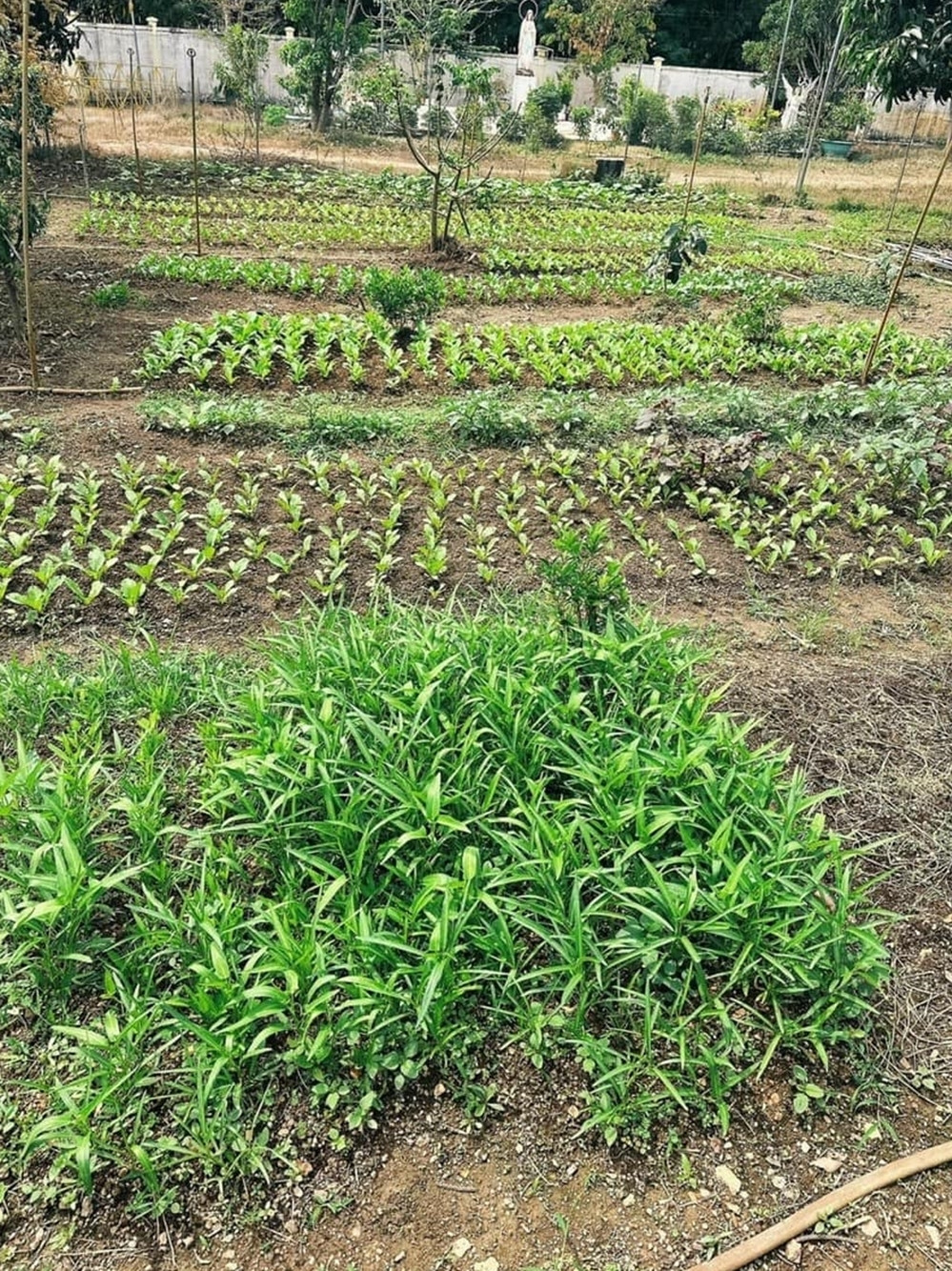 Nông trại của Hoa hậu Oanh Yến đủ các loại rau xanh, thịt cá, cung cấp nguồn thực phẩm sạch cho gia đình. Ảnh: Người đưa tin