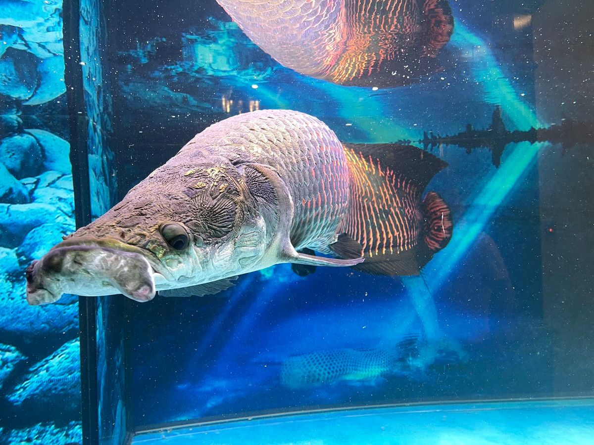 Khi trưởng thành, trọng lượng trung bình của cá hải tượng long khoảng 100-200 kg, dài tầm 2 m. Thế giới từng ghi nhận một con cá hải tượng long dài tới 4 m, nặng 300 kg. Ảnh: Vietnamnet