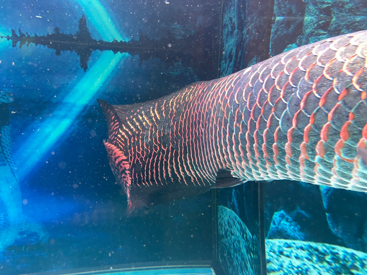 Không chỉ có giá đắt đỏ, để nuôi cá hải tượng long, người nuôi phải đầu tư dàn đèn nhiều màu, thậm chí phải thuê chuyên gia đến thiết kế ánh sáng để tạo màu cho cá, rất tốn kém. Ảnh: Vietnamnet