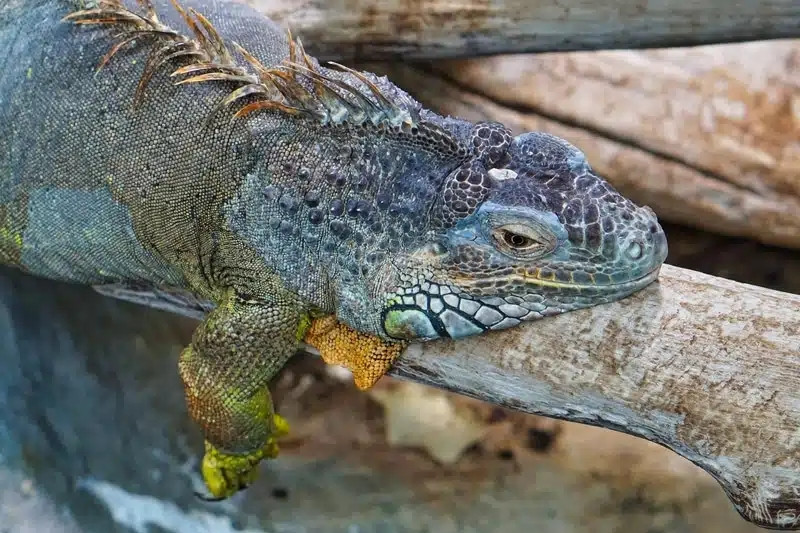 Trên thị trường, rồng Nam Mỹ được chào bán với giá công khai từ vài trăm nghìn đến 500 triệu đồng/con. Ảnh: Mew