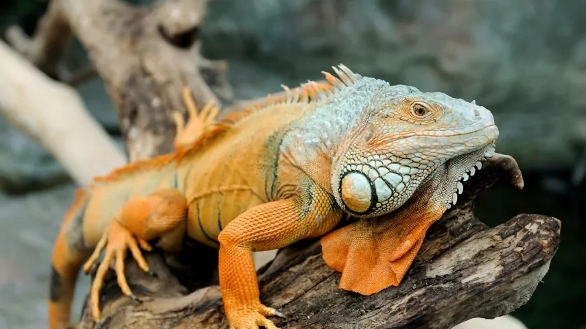 Loài bò sát này có vẻ ngoài hầm hố, khá giống khủng long thời tiền sử. Ảnh: Mew