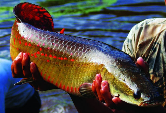 Cá hải tượng long là một trong những loài cá nước ngọt lớn nhất hành tinh. Chúng có nguồn gốc tại lưu vực sông Amazon, Nam Mỹ. Cá hải tượng long còn mang tên Arapaima - "quái vật" nước ngọt. Ảnh: Vietnamnet