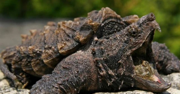 Rùa khủng long sống ở nước ngọt được mệnh danh là loài rùa lớn nhất thế giới nhưng khi được nhân giống đưa vào Việt Nam rùa chỉ có size nhỏ đến rất nhỏ, khoảng trên dưới 20cm/con. Ảnh: Dân Việt