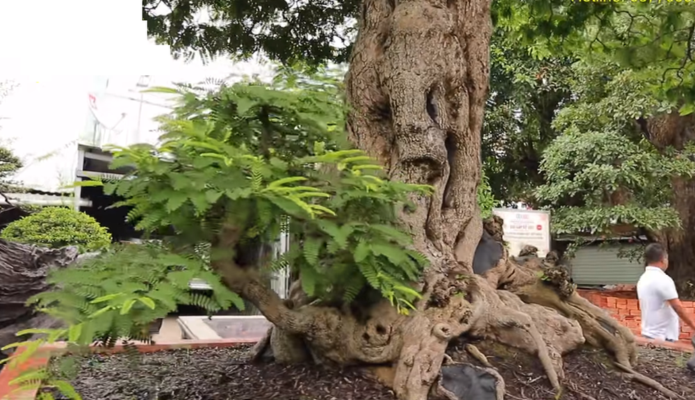 Cây me cổ được chủ nhân phát giá 5 triệu đô la (khoảng 114 tỷ đồng). Ảnh: Dân Việt