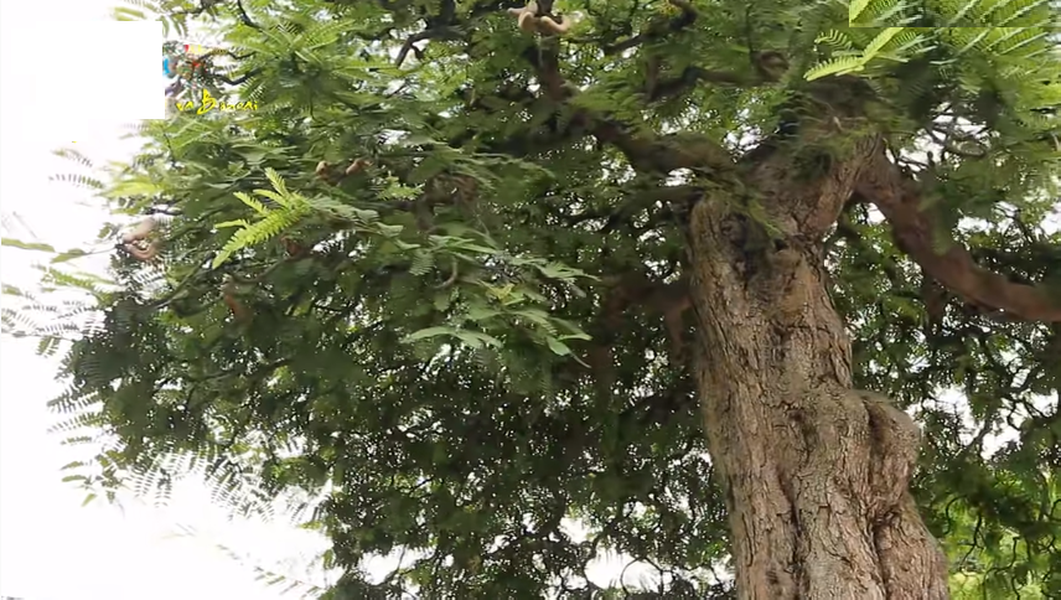 Bên cạnh cây lộc vừng, trong vườn của ông Trần Hùng Liệt còn có cây me kiểng cổ. Ảnh: Anninhthudo