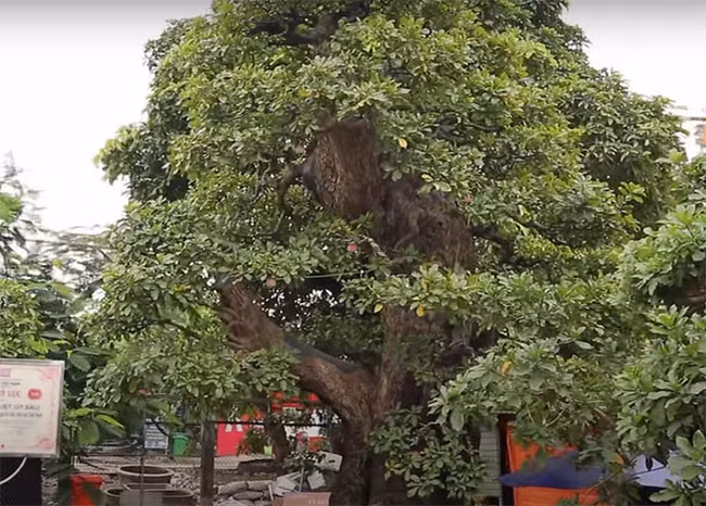 Nhiều người cho rằng, cây lộc vừng xứng đáng với mức giá đó bởi vừa có bề ngoài bề thế, vừa có giá trị tuổi đời lại lập kỉ lục Guinness. Ảnh: Dân Việt