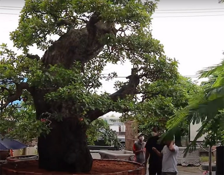 Chủ nhân định giá cho siêu cây này lên tới 120 tỷ đồng. Ảnh: Anninhthudo