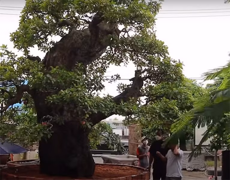 Chủ nhân định giá cho siêu cây này lên tới 120 tỷ đồng. Ảnh: Anninhthudo