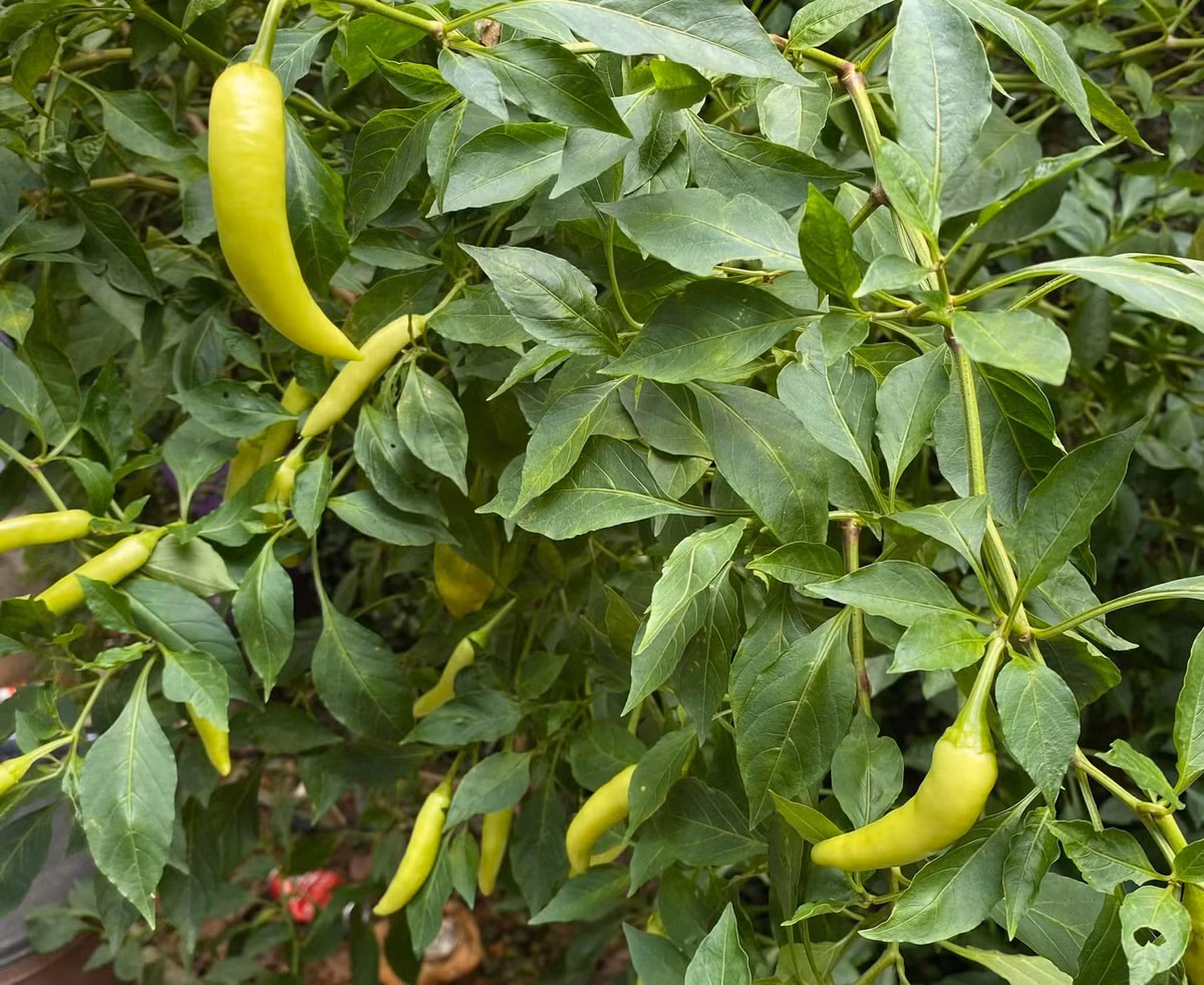 Với NSND Thanh Hoa, hạnh phúc đơn giản chỉ là được sống giữa thiên nhiên, được tự tay chăm sóc cây cối và cảm nhận sự sống đang tràn đầy trong mỗi góc nhỏ của cơ ngơi. Ảnh: FB Thanh Hoa Nguyen