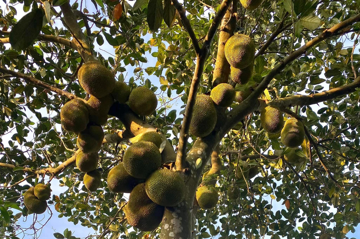 Mít sai trĩu cành. Ảnh: FB Thanh Hoa Nguyen