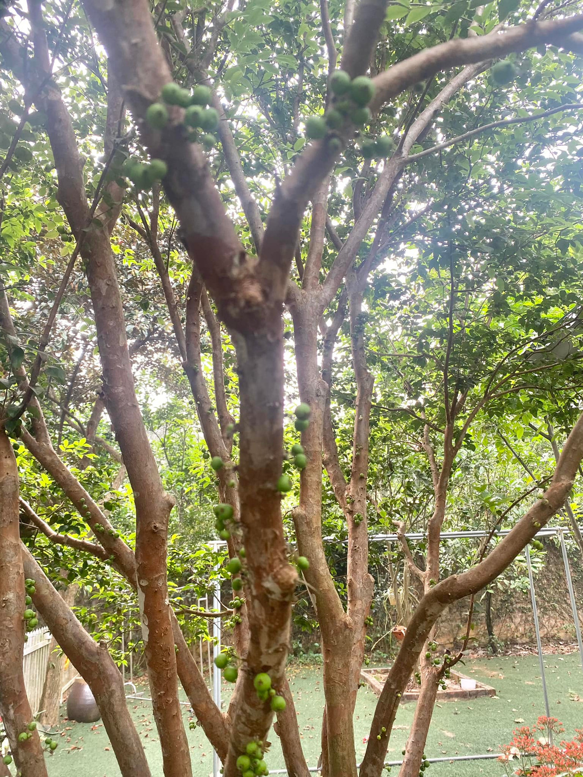 Nơi đây được bao phủ bởi một khu vườn xanh mát, tràn ngập hoa cỏ và cây ăn trái và không khí trong lành. Ảnh: FB Thanh Hoa Nguyen