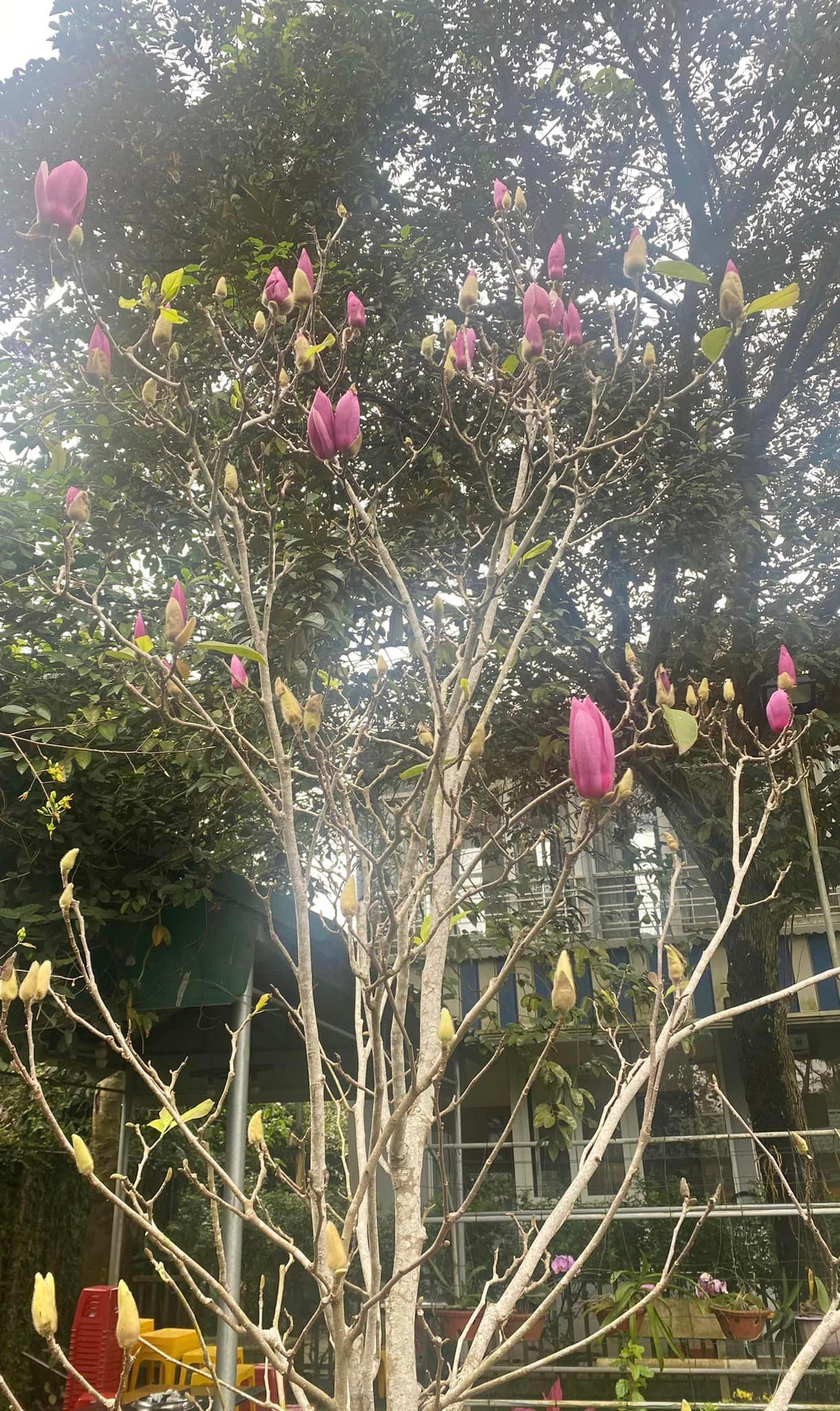 Trong vườn, NSND Thanh Hoa trồng đủ loại cây, thay chỗ này trồng chỗ khác. Ảnh: FB Thanh Hoa Nguyen