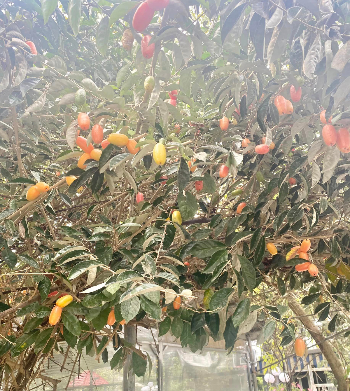 Cây nhót chi chít quả như muốn gãy cành. Ảnh: FB Thanh Hoa Nguyen