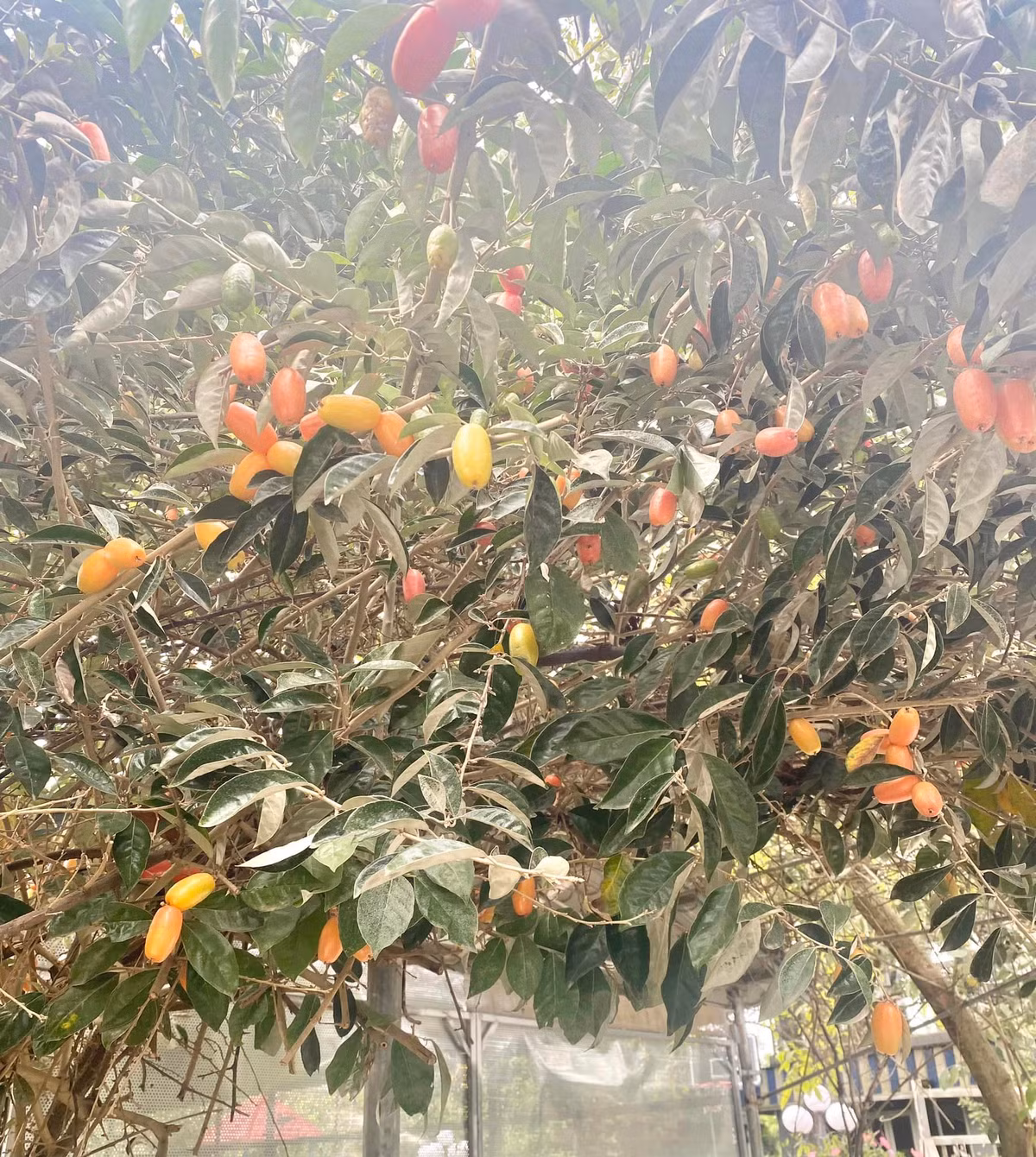 Cây nhót chi chít quả như muốn gãy cành. Ảnh: FB Thanh Hoa Nguyen