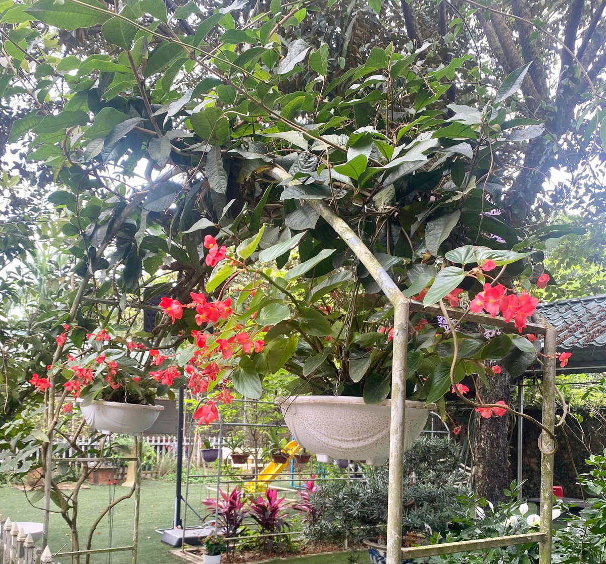 Hoa, quả, rau các loại, như một khu thí nghiệm trồng trọt. Ảnh: FB Thanh Hoa Nguyen