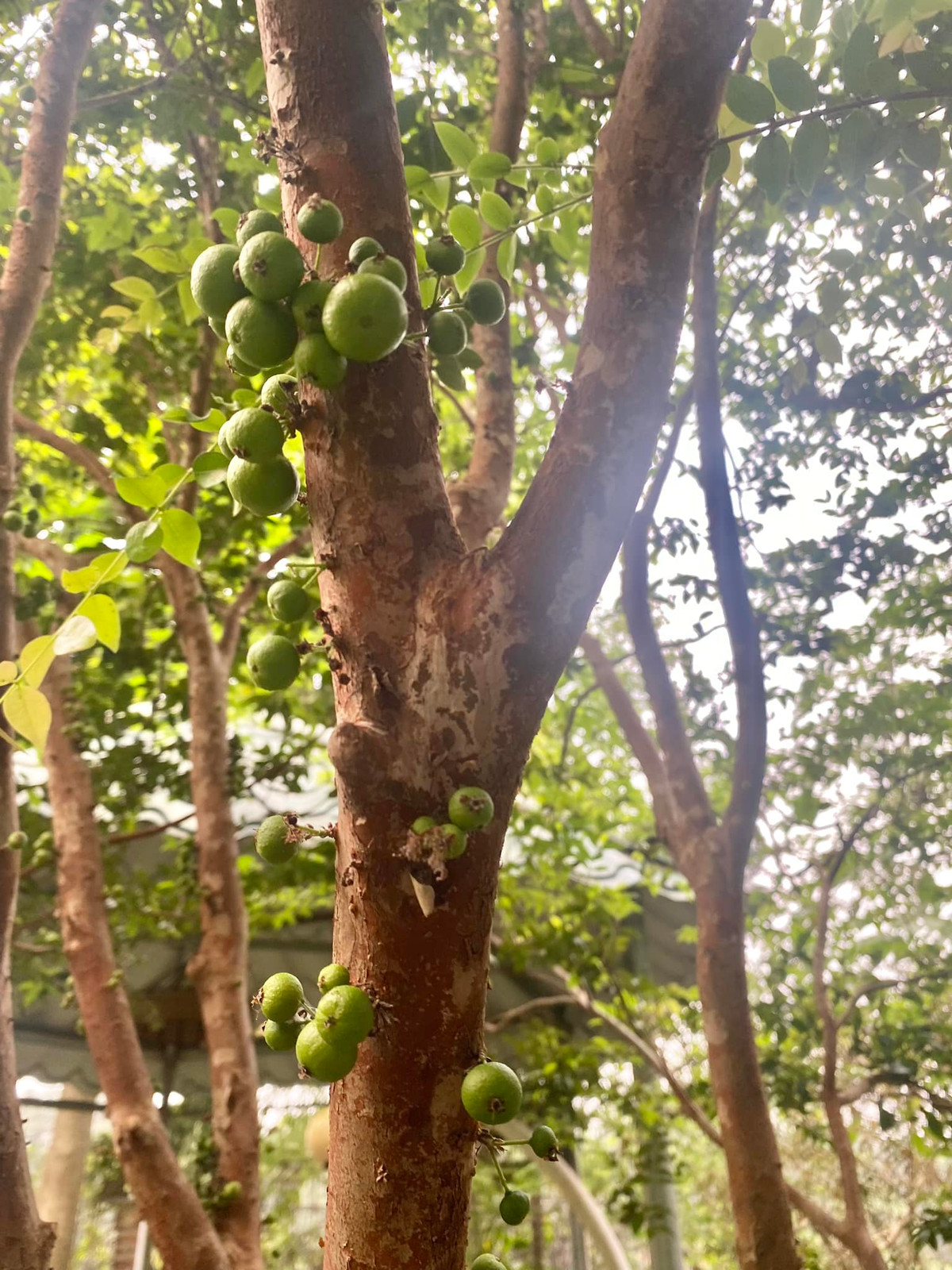Nho thân gỗ được mùa chi chít quả. Ảnh: FB Thanh Hoa Nguyen