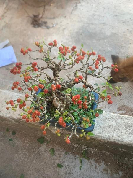 Những quả dâu chín đỏ mọng mọc ra từ thân cây trông thích mắt. Ảnh: Facebook