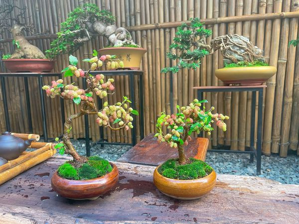 Vài năm gần đây, bonsai dâu tằm sai trĩu quả với nhiều dáng thế độc lạ trở thành cây cảnh được người chơi săn lùng. Ảnh: Facebook