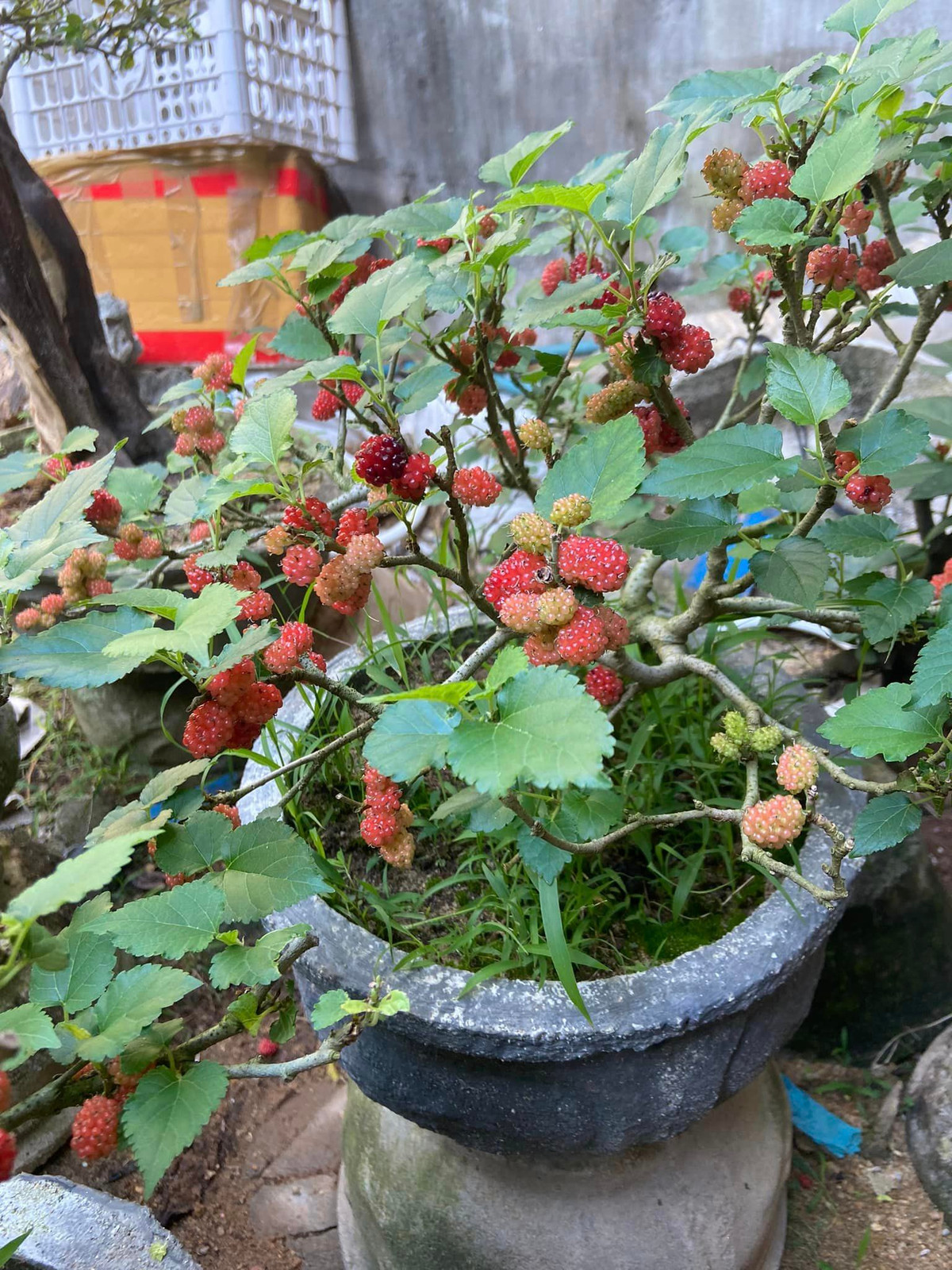 Theo anh Quý, lúc đầu không phải cây nào lấy về cũng có dáng, đôi khi chỉ là gốc cây trần trụi. Sau thời gian chăm sóc cho cây phát triển bình thường, ra cành, ra lá thì mới bắt đầu hình thành ý tưởng tạo dáng cho cây. Ảnh: Facebook