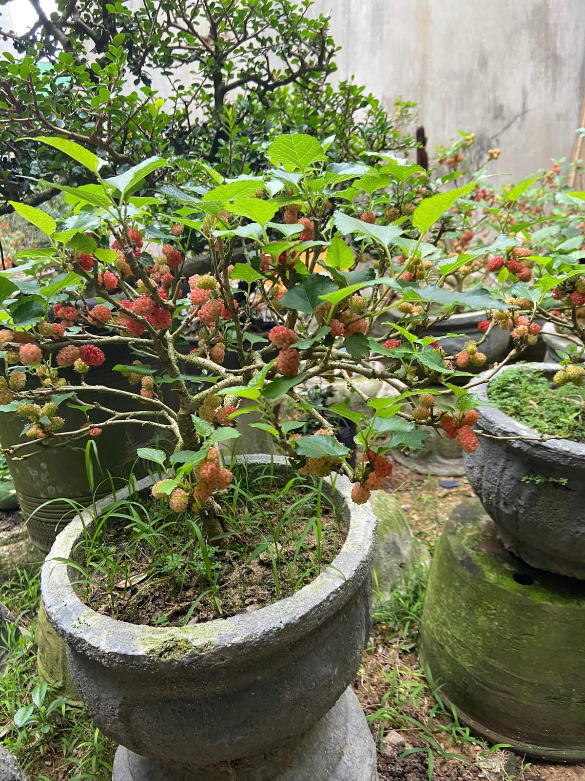 Trung bình, mỗi chậu bonsai dâu tằm nhỏ giá từ 250.000 - 5 triệu đồng. Ảnh: Facebook