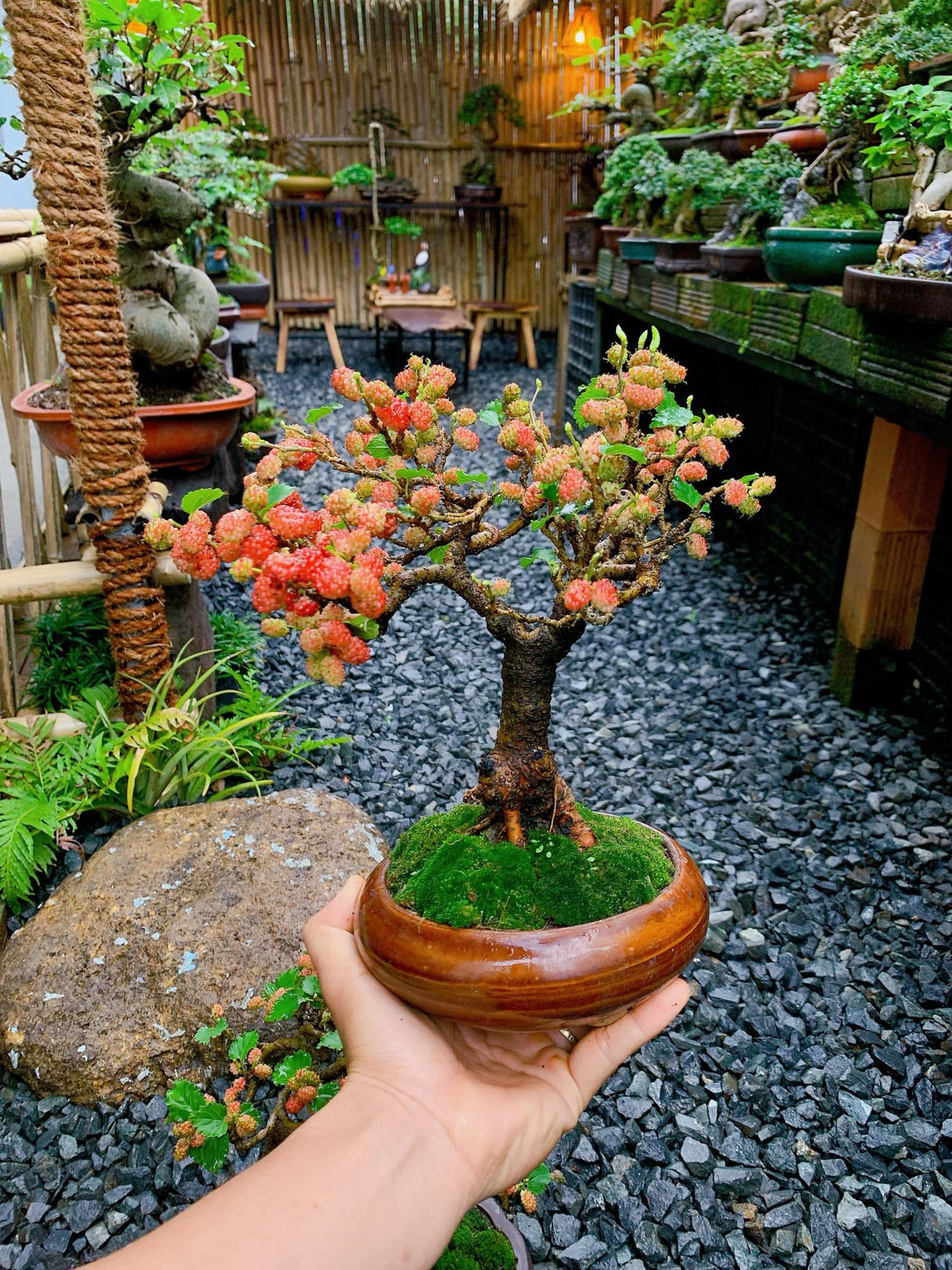 Không chỉ bán, dâu tằm bonsai còn được cho thuê với giá từ 500.000 đồng tới 4 triệu đồng/1 cây. Ảnh: Facebook