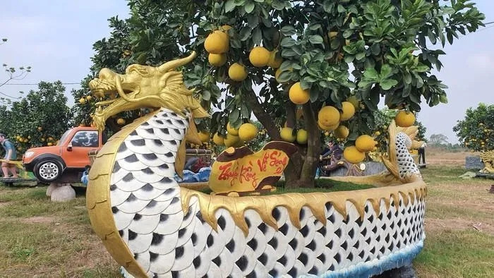 Chậu bưởi cảnh có thể để trưng bày đến tháng 3, tháng 4 năm sau. Chơi Tết xong, gia chủ có thể gửi lại nhà vườn để vườn chăm sóc. Ảnh: PhunuVietNam