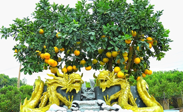 Tại xã Liên Nghĩa (Văn Giang, Hưng Yên), một nhà vườn trồng bưởi cảnh trong những chiếc chậu khổng lồ hình rồng có giá tới hàng trăm triệu đồng. Ảnh: Daidoanket