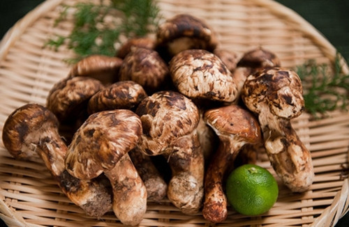 Với người Nhật, nấm Matsutake là đặc sản xa xỉ của mùa thu, và là một thức để thưởng ít nhất một lần trong năm. Ảnh: iNaturalist