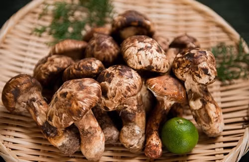 Với người Nhật, nấm Matsutake là đặc sản xa xỉ của mùa thu, và là một thức để thưởng ít nhất một lần trong năm. Ảnh: iNaturalist