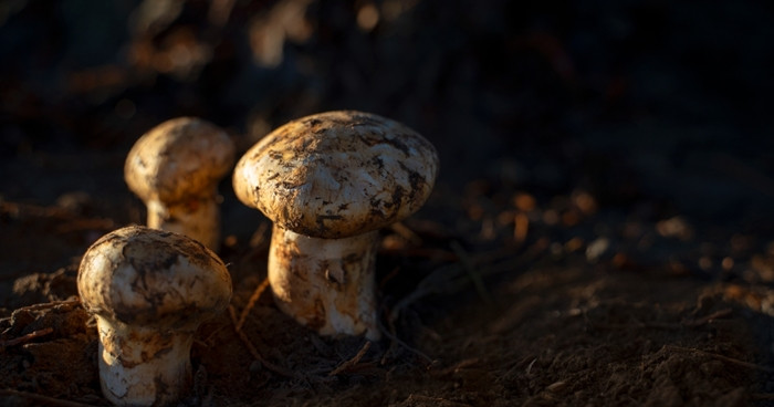 Thêm nữa, nấm tùng nhung không dễ thu hoạch vì chúng không mọc trên thân cây khác mà thường nằm ẩn mình dưới những lớp đất và lá khô. Ảnh: Mushroom Site