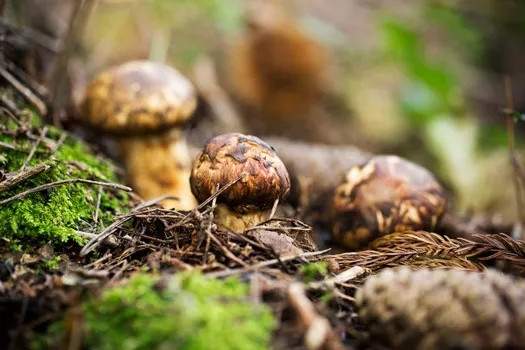 Việc phát hiện ra nấm ở đâu để hái là kỹ năng cần phải đúc kết sau hàng chục năm làm việc. Ảnh: Mushroom Site