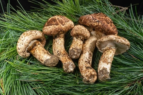 Một yếu tố nữa khiến nấm matsutake đắt đỏ là không thể trồng trong vườn hay trang trại, và phải tự tay thu hoạch từ rừng. Ảnh: Shutterstock