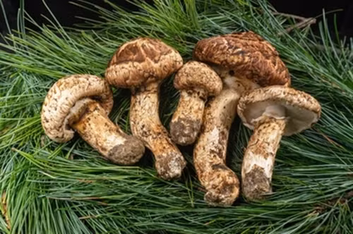 Một yếu tố nữa khiến nấm matsutake đắt đỏ là không thể trồng trong vườn hay trang trại, và phải tự tay thu hoạch từ rừng. Ảnh: Shutterstock