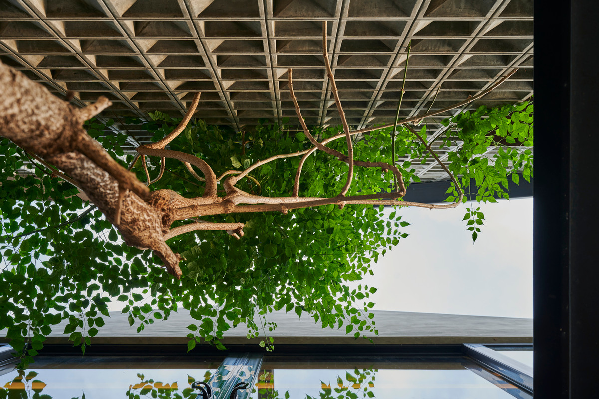 Tán cây xanh sum suê tạo bóng mát tuyệt vời.