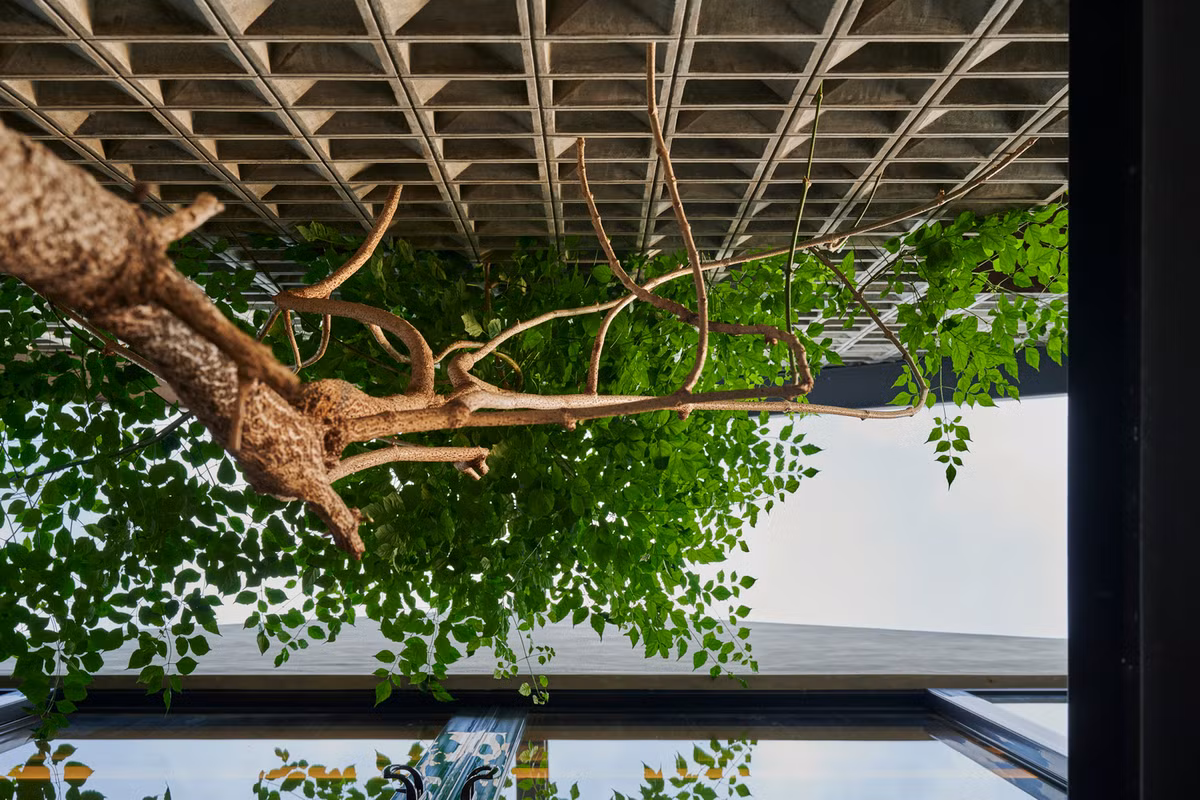 Tán cây xanh sum suê tạo bóng mát tuyệt vời.