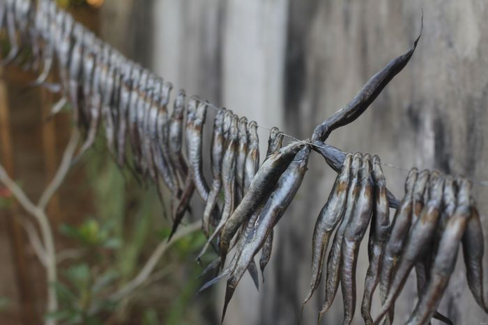 Để làm ra 1 kg khô cá kèo cần khoảng 2,5-3,5 kg cá tươi. Cá sau khi ướp gia vị, cá kèo được rửa lại cho sạch rồi đem phơi trực tiếp dưới ánh nắng mặt trời từ 2-3 ngày. Ảnh: Mientaydacsan