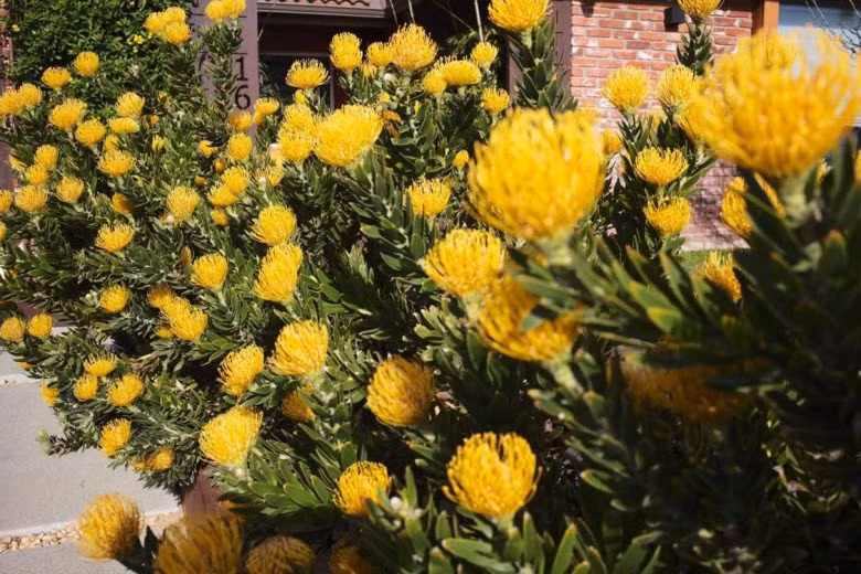 Hoa proteas trong nhà Hoa hậu Dương Mỹ Linh tròn, nhỏ gọn, và có màu vàng bắt mắt.