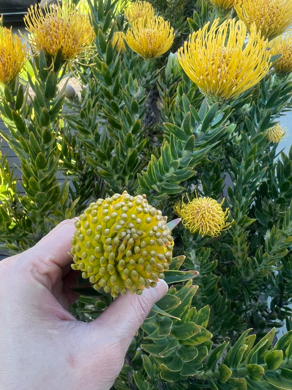 Mỗi lần hoa nở vàng rực rỡ lại đem đến cho Dương Mỹ Linh nhiều cảm xúc.