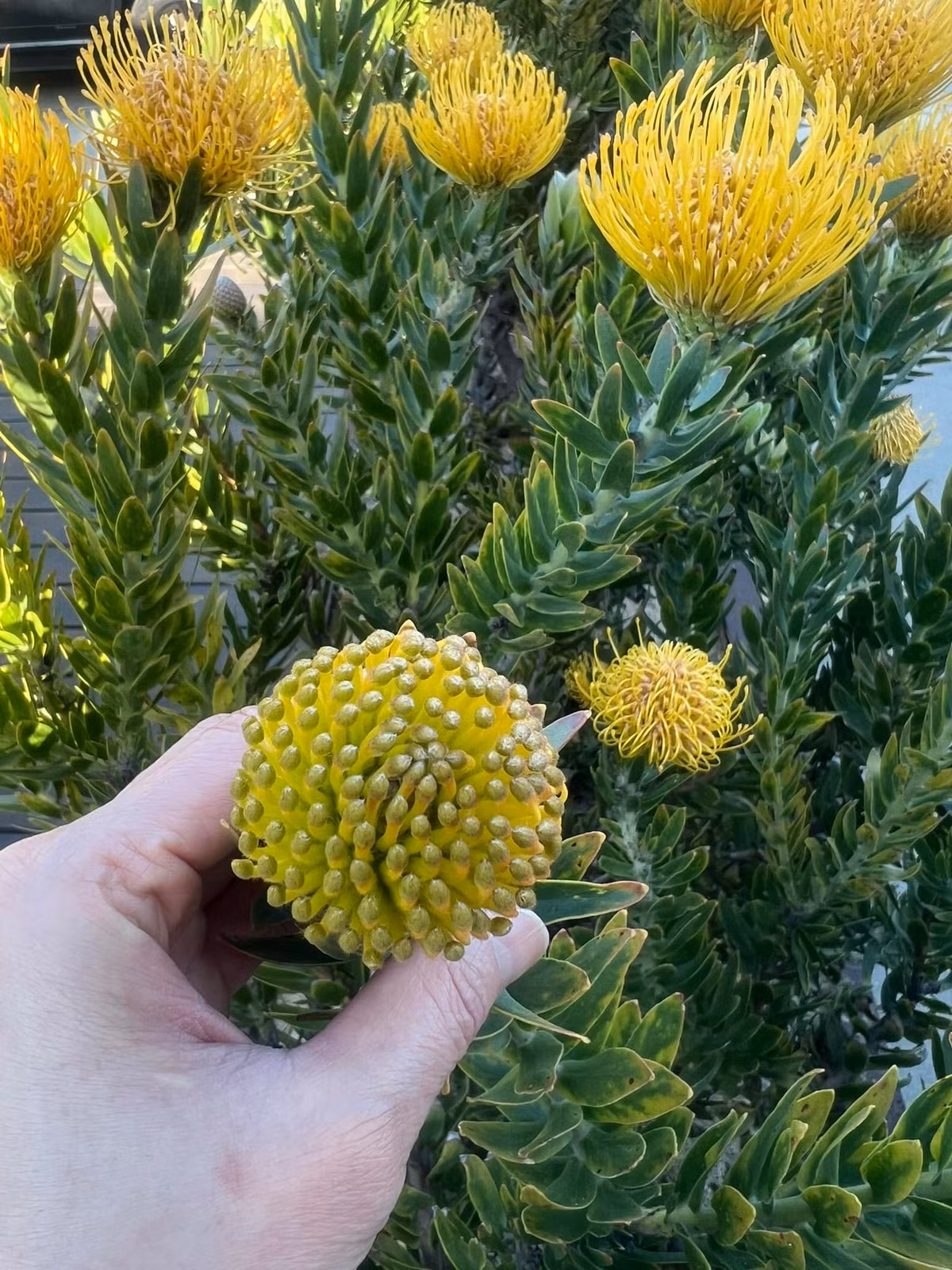 Mỗi lần hoa nở vàng rực rỡ lại đem đến cho Dương Mỹ Linh nhiều cảm xúc.