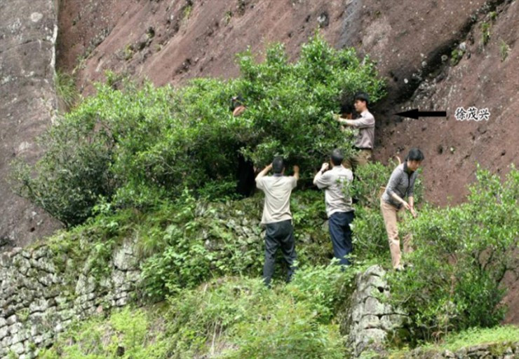 Đáng chú ý, những cây trà Đại Hồng Bào này chỉ thu hoạch được chưa tới 500 gram thành phẩm mỗi năm.