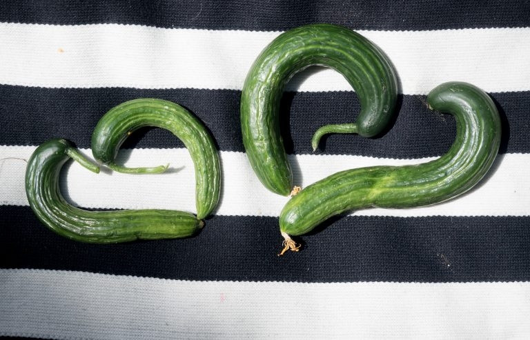 Trong siêu thị này còn có nhiều loại rau củ hình thù xấu xí, bị các siêu thị thông thường từ chối nhập hàng. Ảnh: Reasonstobecheerful