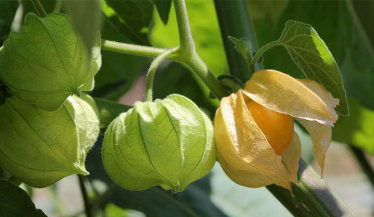 Tại Việt Nam, quả tầm bóp hiếm khi được bày bán trên thị trường, chỉ cần ra bờ ruộng là có thể hái cả nắm. Ảnh: Bachhoaxanh