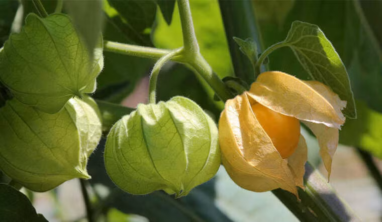 Tại Việt Nam, quả tầm bóp hiếm khi được bày bán trên thị trường, chỉ cần ra bờ ruộng là có thể hái cả nắm. Ảnh: Bachhoaxanh