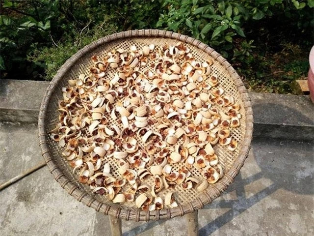 Nhưng ở Trung Quốc, giá cau cao hơn rất nhiều. Thương lái khi thu mua cau tươi bán lại ở nước bạn thường nhận 90.000 – 100.000 đồng/kg. Còn riêng với cau đã luộc chín, sấy khô sẽ còn cao gấp bội, khoảng gần 500.000 đồng/kg. Ảnh: Internet