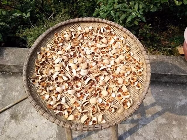 Nhưng ở Trung Quốc, giá cau cao hơn rất nhiều. Thương lái khi thu mua cau tươi bán lại ở nước bạn thường nhận 90.000 – 100.000 đồng/kg. Còn riêng với cau đã luộc chín, sấy khô sẽ còn cao gấp bội, khoảng gần 500.000 đồng/kg. Ảnh: Internet