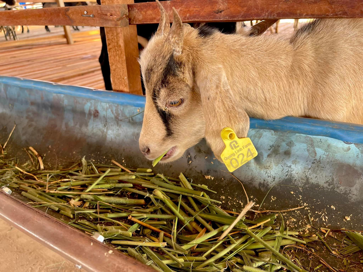 Trang trại của Quang Linh Vlogs cũng nuôi thêm gia súc. Nguồn ảnh: FBNV, chụp màn hình